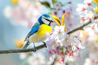 春日樱花花朵摄影图