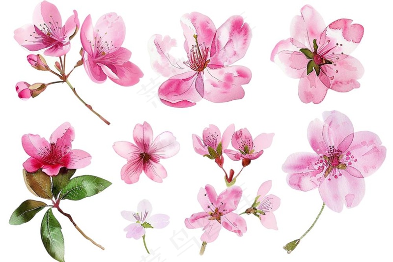 樱花桃花花朵花瓣花卉手绘插画插图免抠