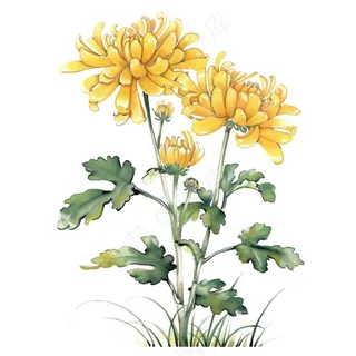 菊花水墨画中国风手绘清明重阳插画免抠