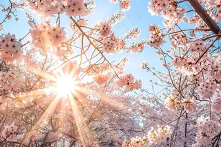 春日樱花花朵摄影图