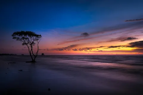 孤树守望着暮色沉沉的海岸线 孤树守望着暮色沉沉的海岸线
