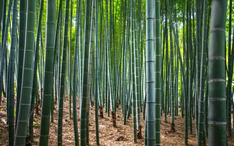 户外翠竹竹林