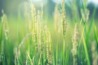 水稻稻穗农田种植生长摄影图