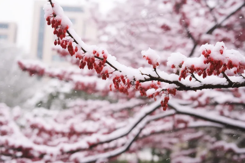 冬季初雪树枝大雪覆盖红色果实摄影图(4032x2688)