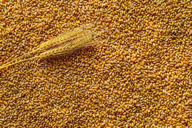 小麦粮食收成秋天立秋秋分摄影图(1344x896)