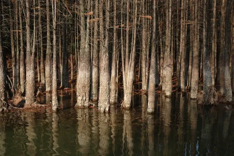落日余晖中的水杉林