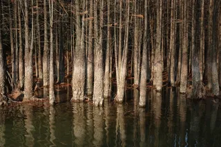 落日余晖中的水杉林