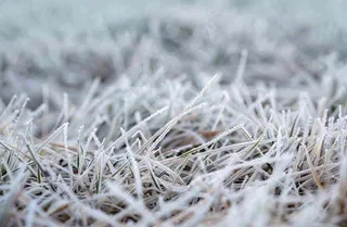 草地上绿叶雾凇泛白霜降摄影图