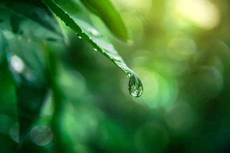绿叶上挂着露珠水滴绿色立春雨水寒露摄影图(1344x896)