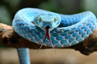 蛇盘踞在树枝上爬行动物摄影图