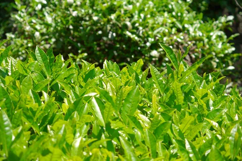 户外茶叶茶园 户外茶叶茶园