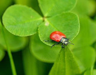 绿意盎然间的红色小甲虫