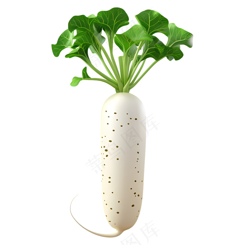 免扣白色绿色的萝卜
