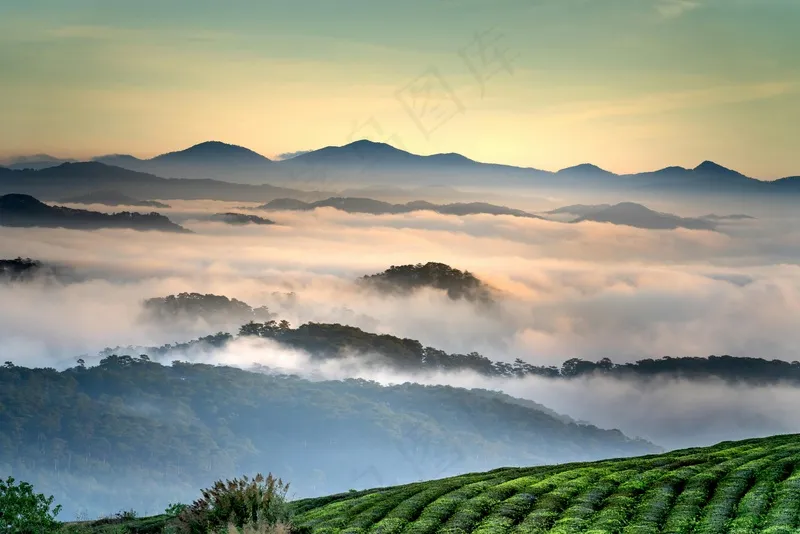 云海上的茶园