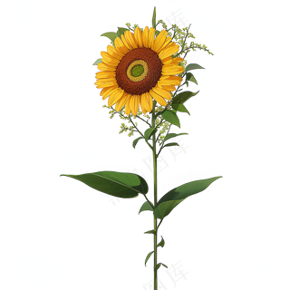 黄色向日葵免抠素材1