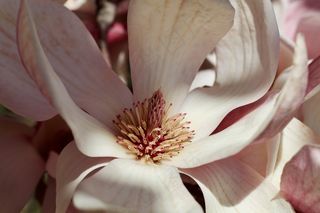 户外玉兰花花朵