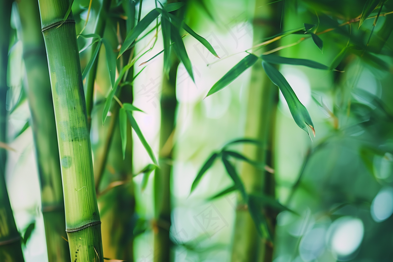 春夏竹林绿色清凉摄影图