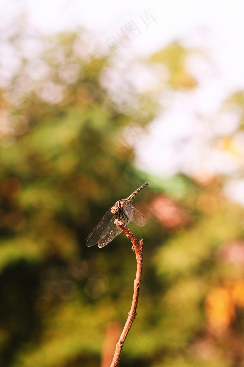 蜻蜓停在树枝