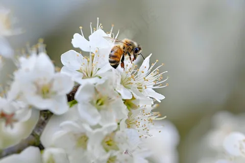 春日樱花花朵摄影图 春日樱花花朵摄影图