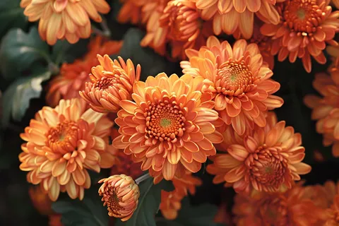 菊花色彩艳丽的菊花植物摄影图