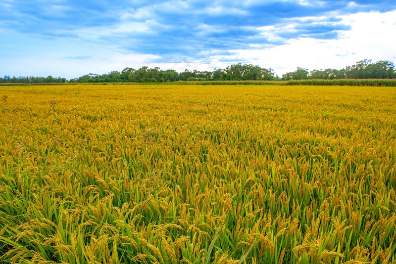稻田稻穗图片