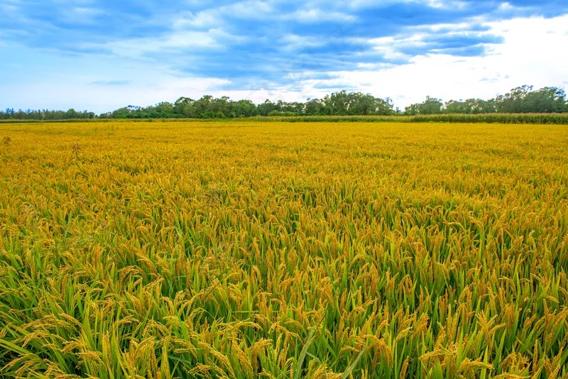 稻田稻穗图片 稻田稻穗图片