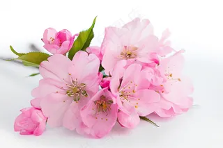 春日樱花花朵摄影图