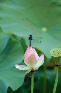夏日荷花上的蜻蜓早有蜻蜓立上头摄影图