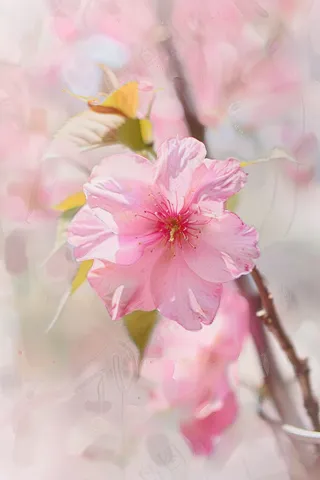 春日桃花粉色花朵摄影图