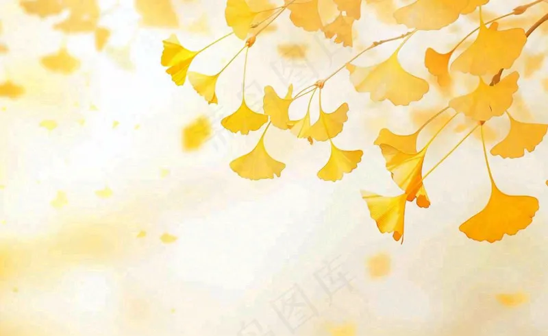 秋天银杏树黄叶落叶立秋秋分手绘插画背景(1408x864)