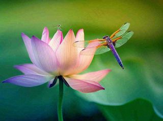 夏至荷花荷叶蜻蜓立上头绿色立夏大暑处暑摄影图