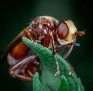 微距镜头下的苍蝇细节