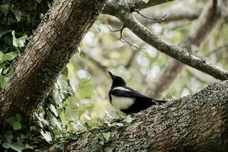 户外喜鹊鸟类生物