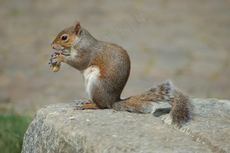 户外可爱松鼠动物