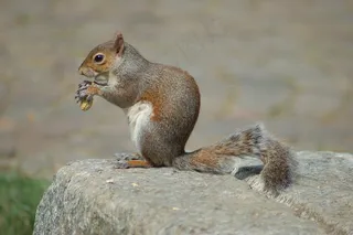 户外可爱松鼠动物