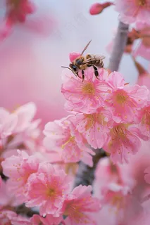 春日樱花花朵摄影图