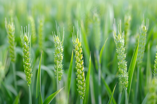 绿色小麦麦穗小满芒种摄影图