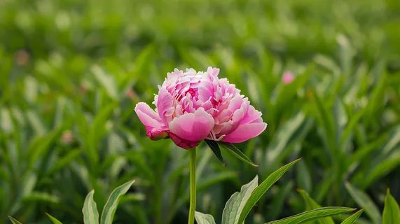 牡丹花国花鲜花摄影图