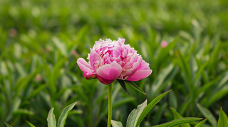 牡丹花国花鲜花摄影图