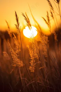 芦苇荡夕阳下美丽芦苇花摄影图