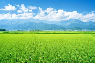 大片农田水稻远山蓝天白云摄影图