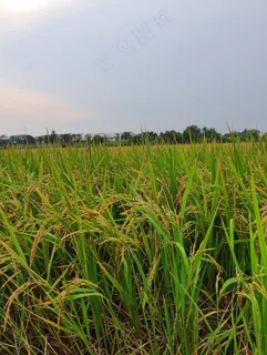 农场成熟的水稻田