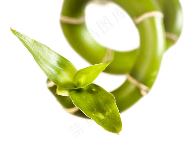 富贵竹竹子
