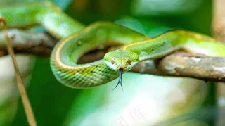 蛇青蛇绿色爬行动物毒蛇摄影图