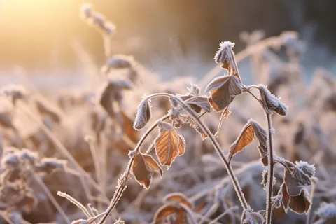 秋冬干枯树叶树枝枯黄摄影图