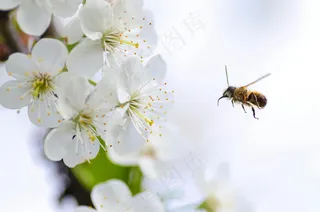 春日里的勤劳小蜜蜂与白花朵