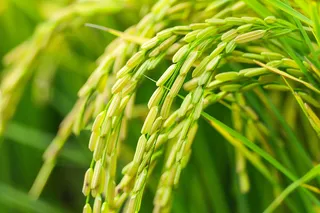 水稻农田种植粮食稻穗摄影图