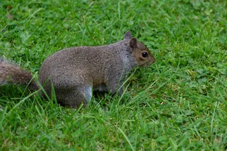 户外草地上的松鼠