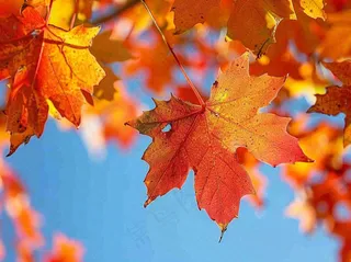金秋红枫叶梧桐叶蓝天背景立秋秋分处暑摄影图