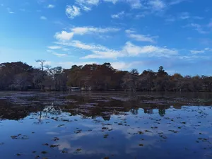 湖边的水杉倒影